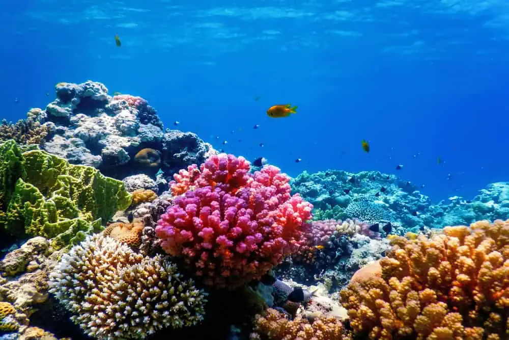 Marine Life in the Marmara Sea