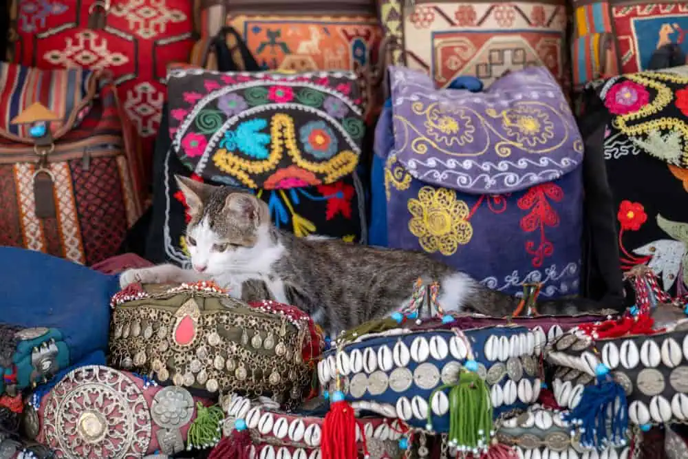 Cat-Friendly Cafes and Shops