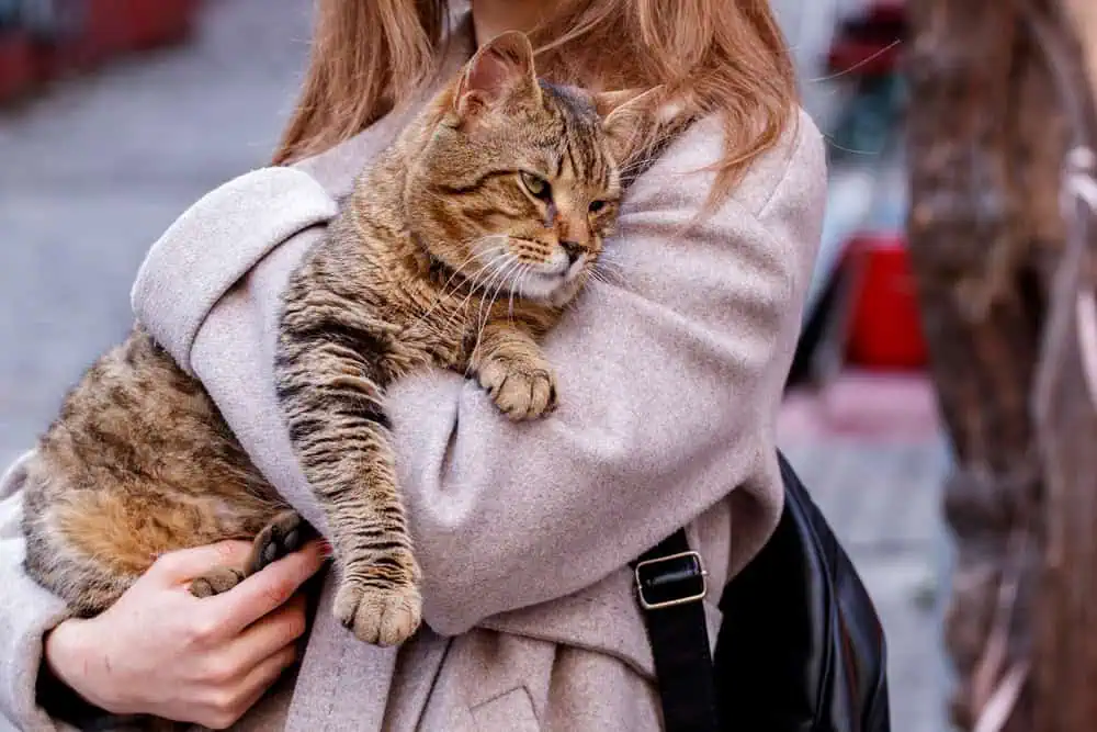 Challenges and Protection Efforts for Istanbul Street Cats