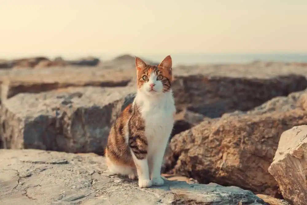 Famous Cats of Istanbul: Local Legends and Stories