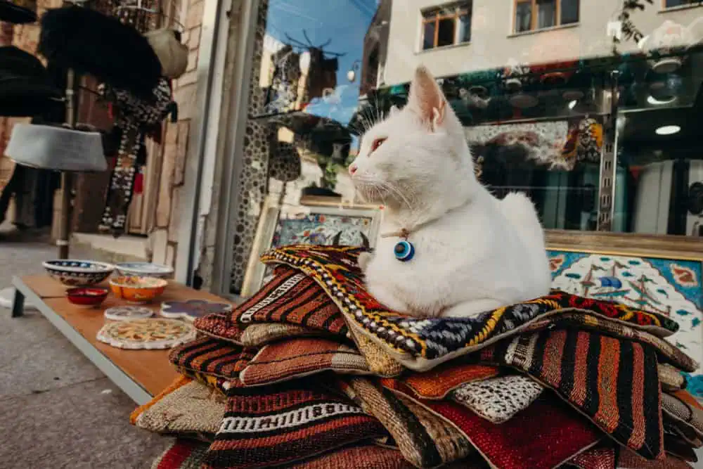 How Istanbul Street Cats Shape the City’s Identity