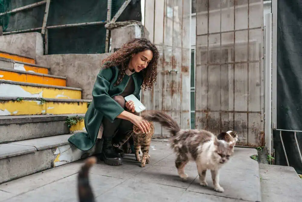 How to Respect and Care for Street Cats as a Visitor