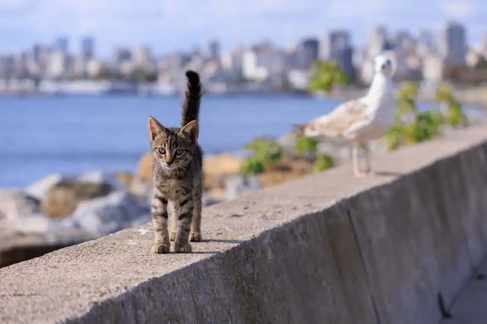 Istanbul’s Most Famous Cats