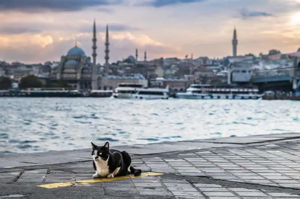 The Daily Life of Istanbul Street Cats