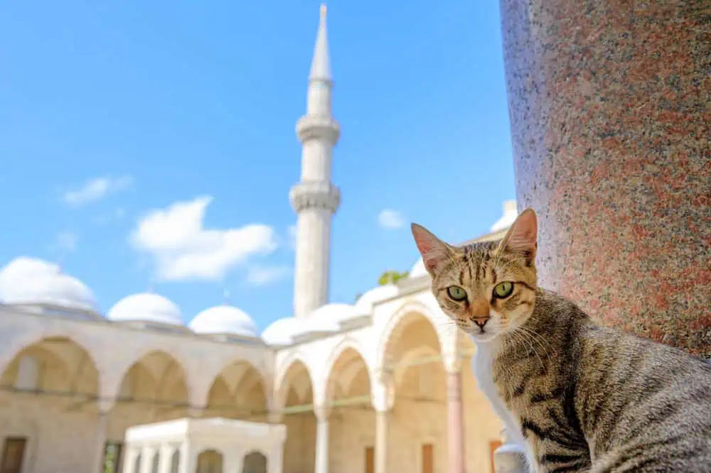 The History and Culture Behind Istanbul Street Cats