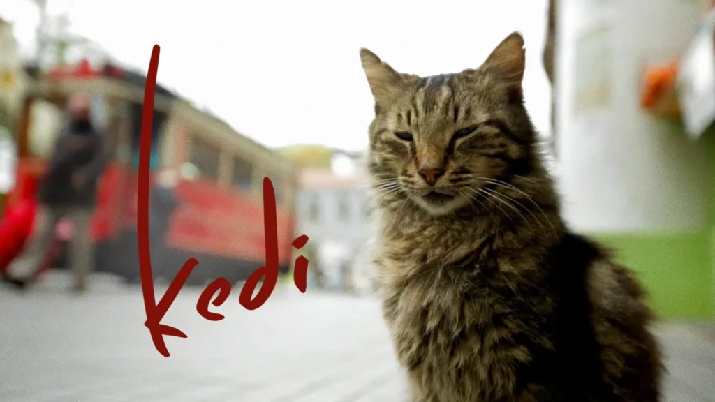 The Legacy of the Kedi Movie
