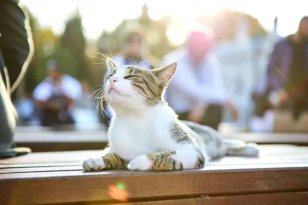 The Role of Cats in Istanbuls Culture