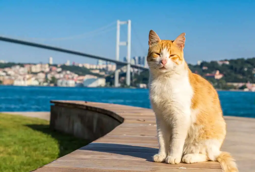 Top Spots to See Street Cats in Istanbul
