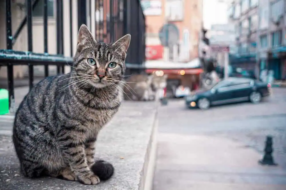 Visiting Istanbul: Tips for Interacting with Street Cats