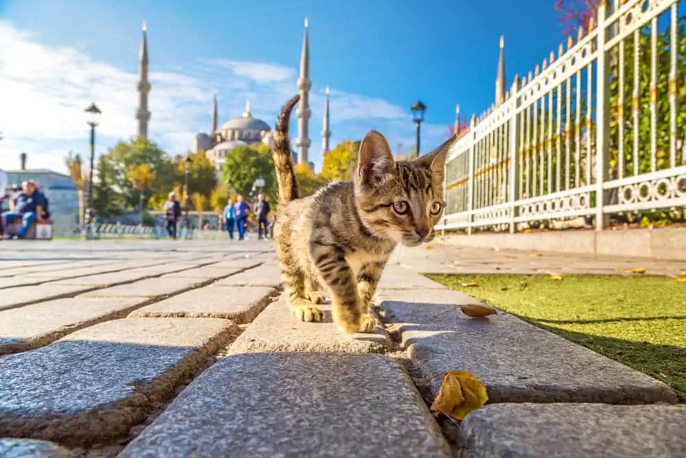 Why Are There So Many Cats in Istanbul